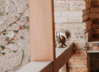 squirrel with fluffy ears sits on wooden rails