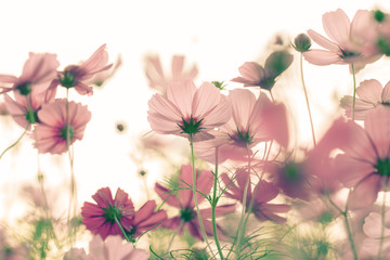 cosmos flower with filter 