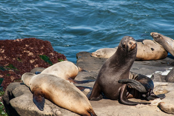 Fototapeta premium Sea Lions