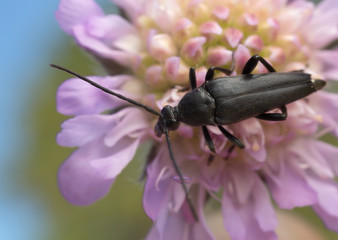 Longhorn beetle, Leptura pubescens on field scabious