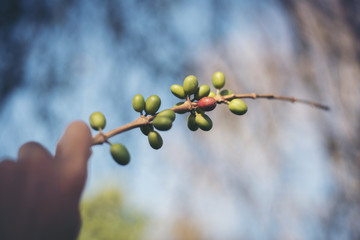  Hand picking coffee beans on coffee tree..