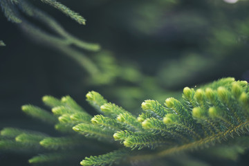 Fototapeta premium Green leaf