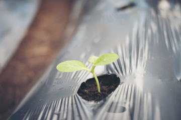 Vegetables and  in greenhouses