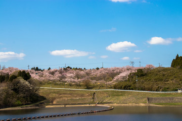 Fototapeta na wymiar Cherry blossom of Nagara dam in Chiba prefecture