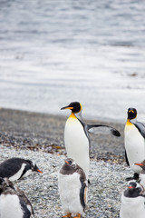 Pair of king penguin, Aptenodytes patagonicus, walking on rocky gravel beach in Isla Martillo, Ushuaia, Patagonia