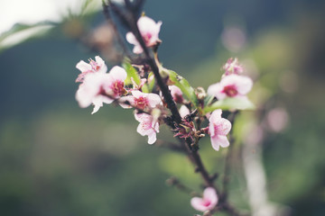 Fototapeta na wymiar sakura flower