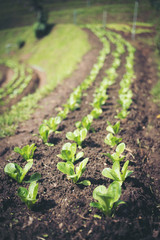 young sprout of green plant in soil