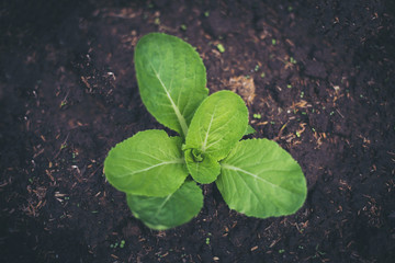 young sprout of green plant in soil