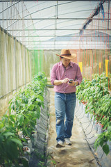 Farmer man in chilli pepper greenhouse