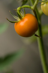Tomato in the plant