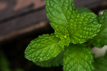 Mint leaf background