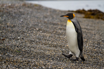king penguin, Aptenodytes patagonicus, walking on rocky gravel beach in Isla Martillo, Ushuaia, Patagonia