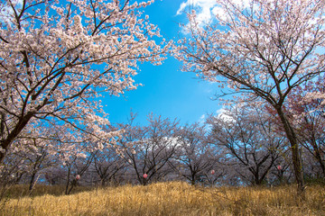 Cherry blossom of Nagara dam in Chiba prefecture