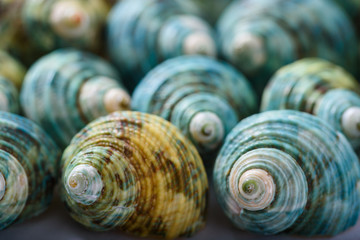 Close Up View of  Blue and Brown Decorative Sea Shells
