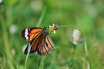 Butterfly in the meadow