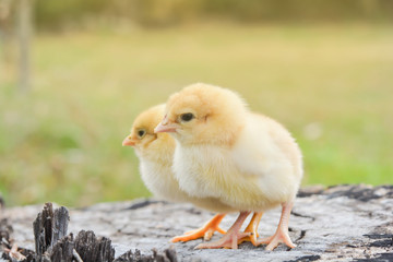 Chicks with warm sunshine in winter