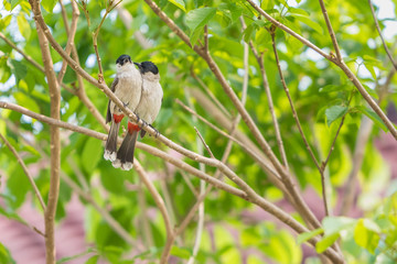 A pair of red-whiskered bulbuls are exchanging kiss and loving whisper on the tree.