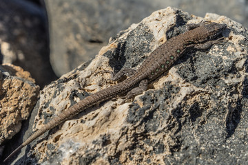 Kanareneidechse (Gallotia) auf Fuerteventura 

