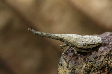 Image of lantern bug or zanna nobilis nymph on the branches on a natural background. Insect Animal.