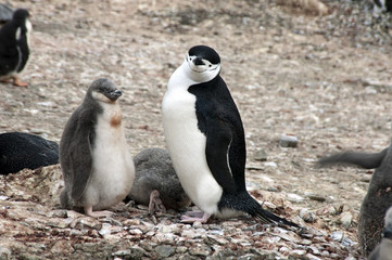 Livingston Island Antarctica, Adult chinstrap penguin with fledgling