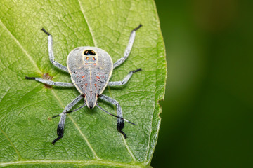 Image of Hemiptera bug on green leaves. Insect. Animal