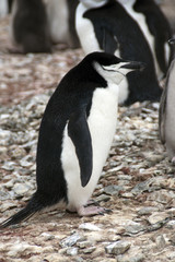 Livingston Island Antarctica, chinstrap penguin in profile