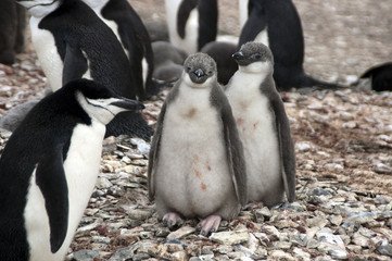 Livingston Island Antarctica, chinstrap penguin with twin fledglings © KarinD