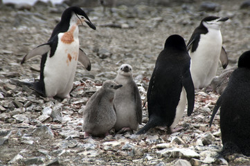 Obraz premium Livingston Island Antarctica, chinstrap penguins with chicks