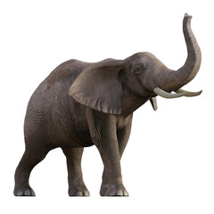 Grey Elephant isolated on white, 3d render