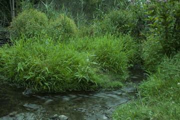 Creek Flowing in forest