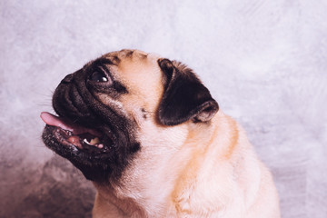 Close up face of cute pug dog. vintage tone
