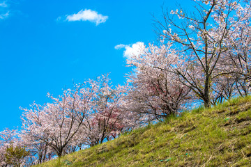 Obraz na płótnie Canvas Cherry blossom of Nagara dam in Chiba prefecture