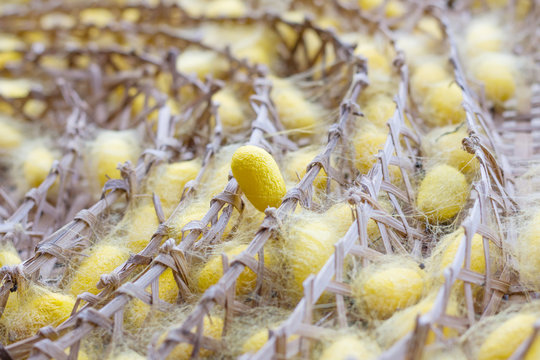cocoon of silk worm