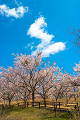 Fototapeta premium Cherry blossom of Nagara dam in Chiba prefecture