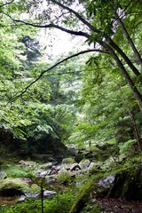Akame 48 Waterfalls: Mystic scenery with giant trees & huge moss covered rock formations, untouched nature, lush green vegetation, cascading waterfalls & natural pools in rural Japan near Osaka