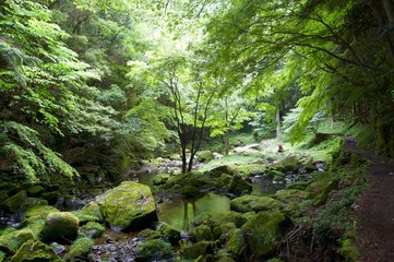Akame 48 Waterfalls: Mystic scenery with giant trees & huge moss covered rock formations, untouched nature, lush green vegetation, cascading waterfalls & natural pools in rural Japan near Osaka