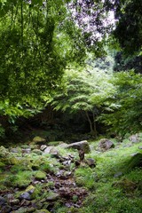 Fototapeta na wymiar Akame 48 Waterfalls: Mystic scenery with giant trees & huge moss covered rock formations, untouched nature, lush green vegetation, cascading waterfalls & natural pools in rural Japan near Osaka