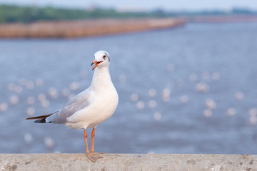 Seagull standing on a bridge,