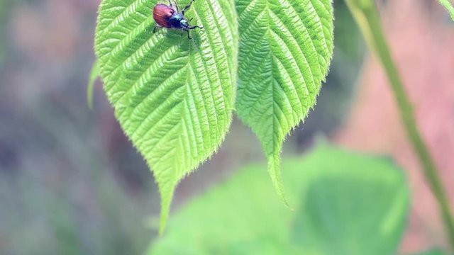 Cute active brown scarab beetles on lush green blackberry plant. Macro shot in late spring or early summer. Anisoplia austriaca.