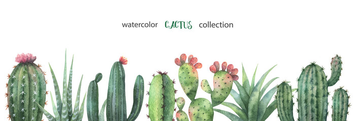 Watercolor vector banner of cacti and succulent plants isolated on white background. © ElenaMedvedeva