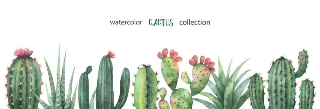 Watercolor vector banner of cacti and succulent plants isolated on white background.