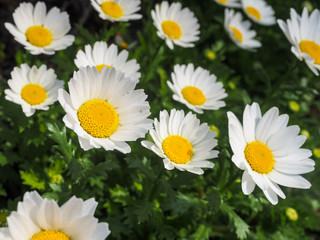 Obraz na płótnie Canvas White daisy flowers in the garden