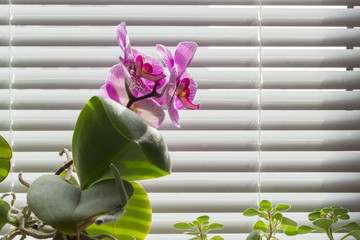 Flowering pink phalaenopsis orchid on background of window with blinds