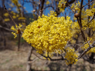 Cornus officinalis flowers on the tree