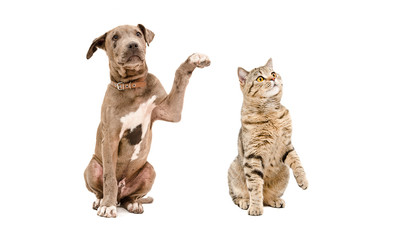 Funny curious puppy pit bull and  cat Scottish Straight, isolated on white background