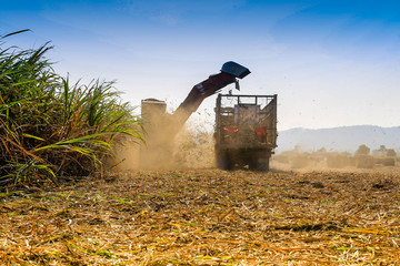 Sugarcane harvesting in Thailand