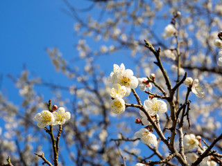 Cherry blossom flowers at early spring