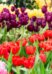 Colorful tulips and flowers blooming in cozy garden./ Variety of spring flowers and tulips blooming in beautiful cozy garden on summer.