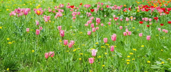 Panorama of the glade with tulips among of a grass