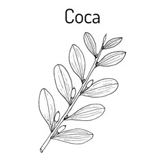 Erythroxylum coca. Vector illustration